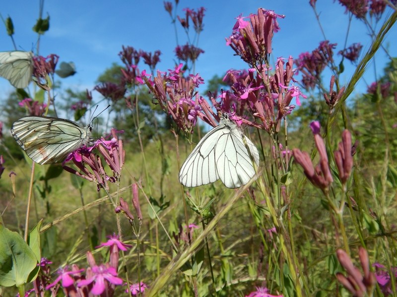 Apoteosi di Aporia crataegi